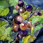 grape vine