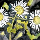 heath aster flower