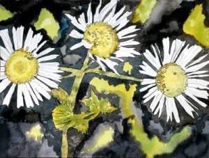heath aster flower