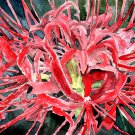 spider lily flower red giclee fine art print