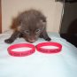 SILICONE BRACELETS SUPPORT THE FARM