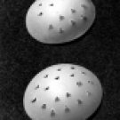 Oculist Eye Caps