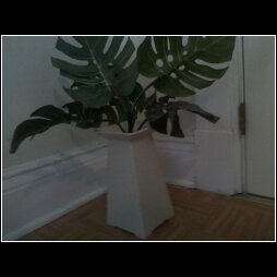 HOUSE PLANT