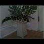 HOUSE PLANT