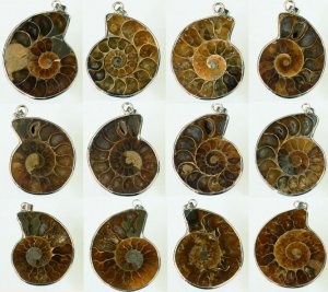 1pcs Million Years Old Madagascar Ammonite Conch Sea Snail Whelk Fossil Pendant