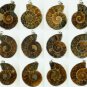 1pcs Million Years Old Madagascar Ammonite Conch Sea Snail Whelk Fossil Pendant