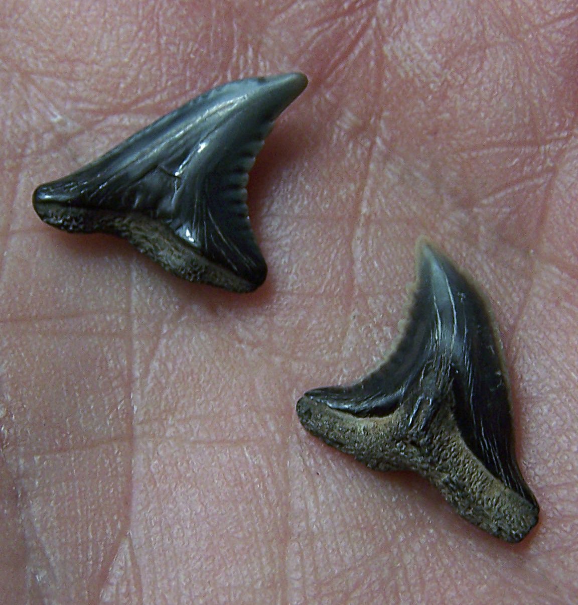 Hemipristis serra Shark Teeth (2) Miocene, Maryland