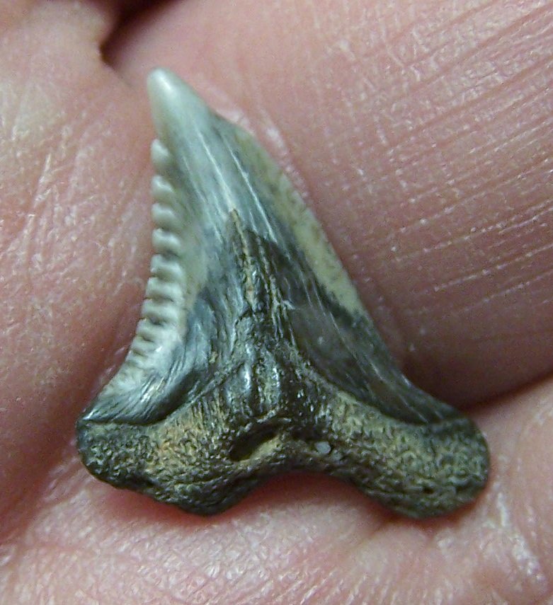 Hemipristis serra Shark Tooth, Miocene, Maryland