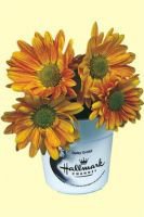Mini Flower Kit