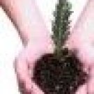 Evergreen Seedling