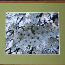 Pear Blossom