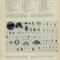 Felsa SA Watch Company Ebauches Assembly Disassembly 1959 Swiss Magazine Article