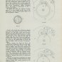 Felsa Watch Co. Permutator Inversator Assembly Info 1956 Swiss Magazine Article
