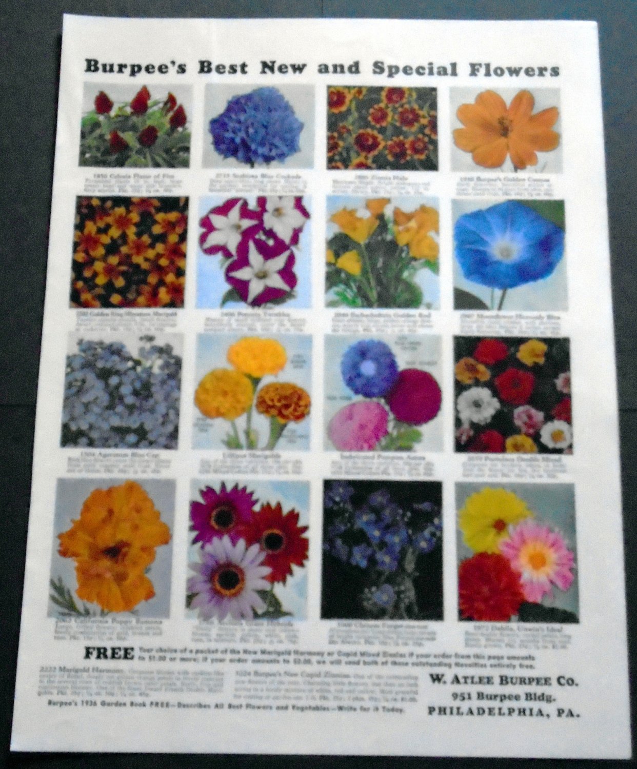 Vintage 1936 Burpee Burpees Garden Flowers Print Ad Publicite Advert W Atlee Burpee Philadelphia