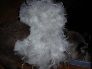 Pet Wings