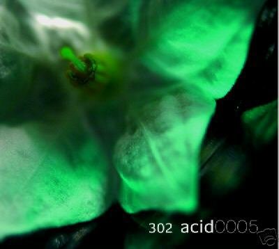 302 ACID 302 ACID 0005 EVEN CALLS DUB AMBIENT CD