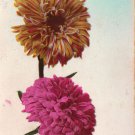 Chrysanthemums 1930