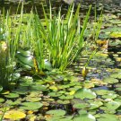 Pond