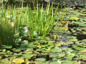 Pond
