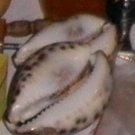Vodun Aje Shaluga Money Shell for Small Businesses
