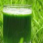Organic Wheatgrass Powder - Easy Pha-max (HLS)