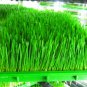 Organic Wheatgrass Powder - Easy Pha-max (HLS)