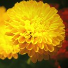 Yellow Flower