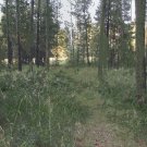 Trail Behind My House