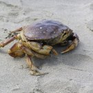 Crabby