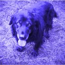 Sam