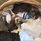 Laundry Kittens