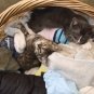 Laundry Kittens