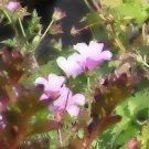 Little Pink Flowers