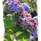 Purple and Blue