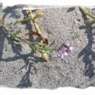 Purple Beach Flowers