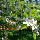 Apple Blossom