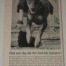 Doberman Pinscher Dog Champion Ad~Ernharkenburg Stormso
