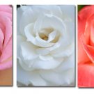 Trio of rose photographs