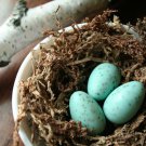 Robin Egg Soap- Set of 3