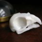 Bird Skull Soap