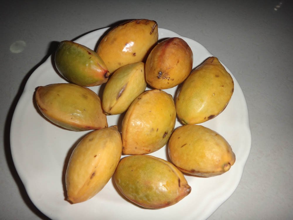 10 Terminalia Catappa Ketapang Seeds Free Shipping