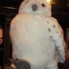 UNIVERSAL WIZARDING WORLD OF HARRY POTTER HEDWIG OWL!