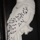 Wizarding World Of Harry Potter Hedwig Magnet Universal