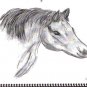 Sketch of a Horse