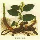 Polygonum cuspidatum Extract Powder--Powder Extracted from Polygonum cuspidatum