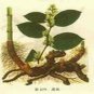 Polygonum cuspidatum Extract Powder--Powder Extracted from Polygonum cuspidatum