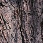 White willow bark Powder Extract herbal extracts