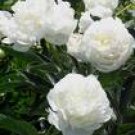 Peony Herbal Extract