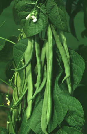 White Kidney Bean Powder Extract