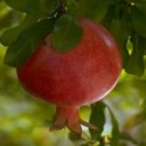 Pomegranate Powder Extract--Extracted from Pomegranate